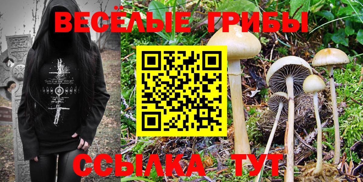 Псилоцибиновые грибы Psilocybe Унеча